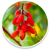 Berberine Max Boost Juice Ingredient